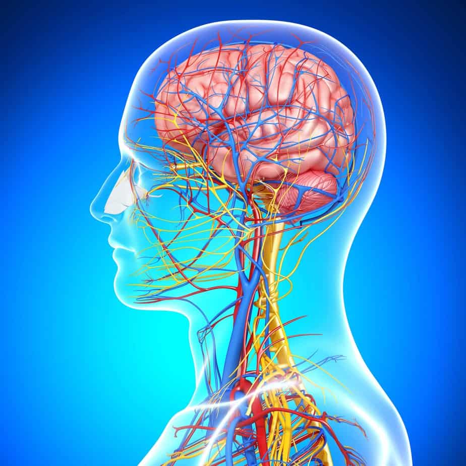 Brain and Body Training :Neuromuscular communication - Buffalo Occupational Therapy
