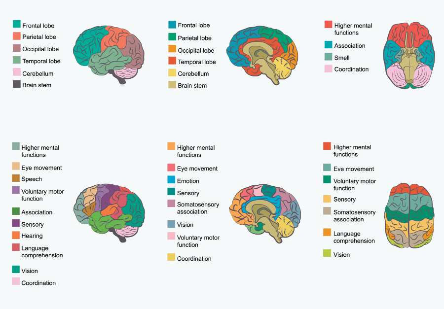 Traumatic Brain Injury-- brains --Neurological Rehabilitation