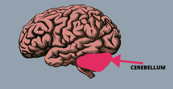 Debra Battistella- mirror therapy- CEREBELLUM The Posterior Parietal Cortex plays a role in planning movement.