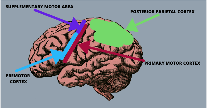 Debra Battistella- mirror therapy- labeled brain Debra Battistella- mirror therapy- labeled brain