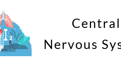 Central Nervous System