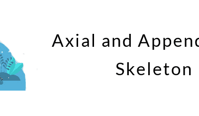 Axial and Appendicular Skeleton