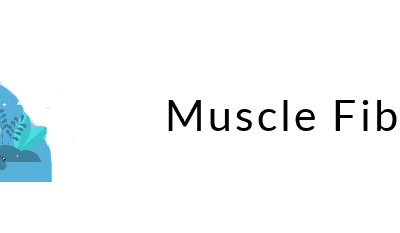 Muscle Fibers