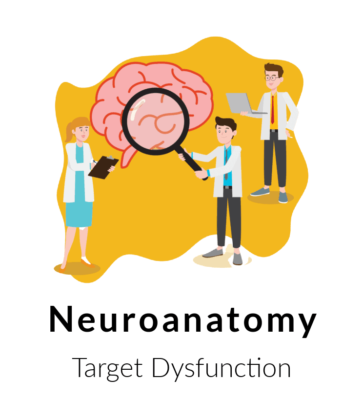 neuroanatomy targets dysfunction - Buffalo Occupational Therapy Understand that a team approach is best for everyone. Each patient will work with a team of therapists. This means that your treatment will rotate between a maximum of three therapists who will intimately know you case and progression. All practitioners on your team are required to know your medical history, diagnosis, and most current non-pharmaceutical <a href='https://www.buffalooccupationaltherapy.com/the-occupational-therapy-store/diagnosis-handouts/how-can-you-help-your-spasticity/'>treatment approaches</a> for your symptoms. Working on a team allows there to be consistent oversight and redundancy to protect you from working with a "stranger". It also allows you the benefit of profiting from up to three unique clinical vantage points.