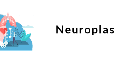 Neuroplasticity