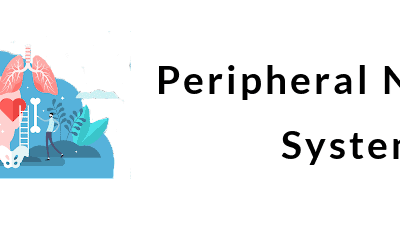 Peripheral Nervous System