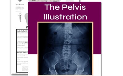 The Pelvis Illustration